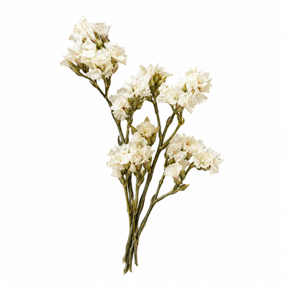 Dried White Daisy Flowers