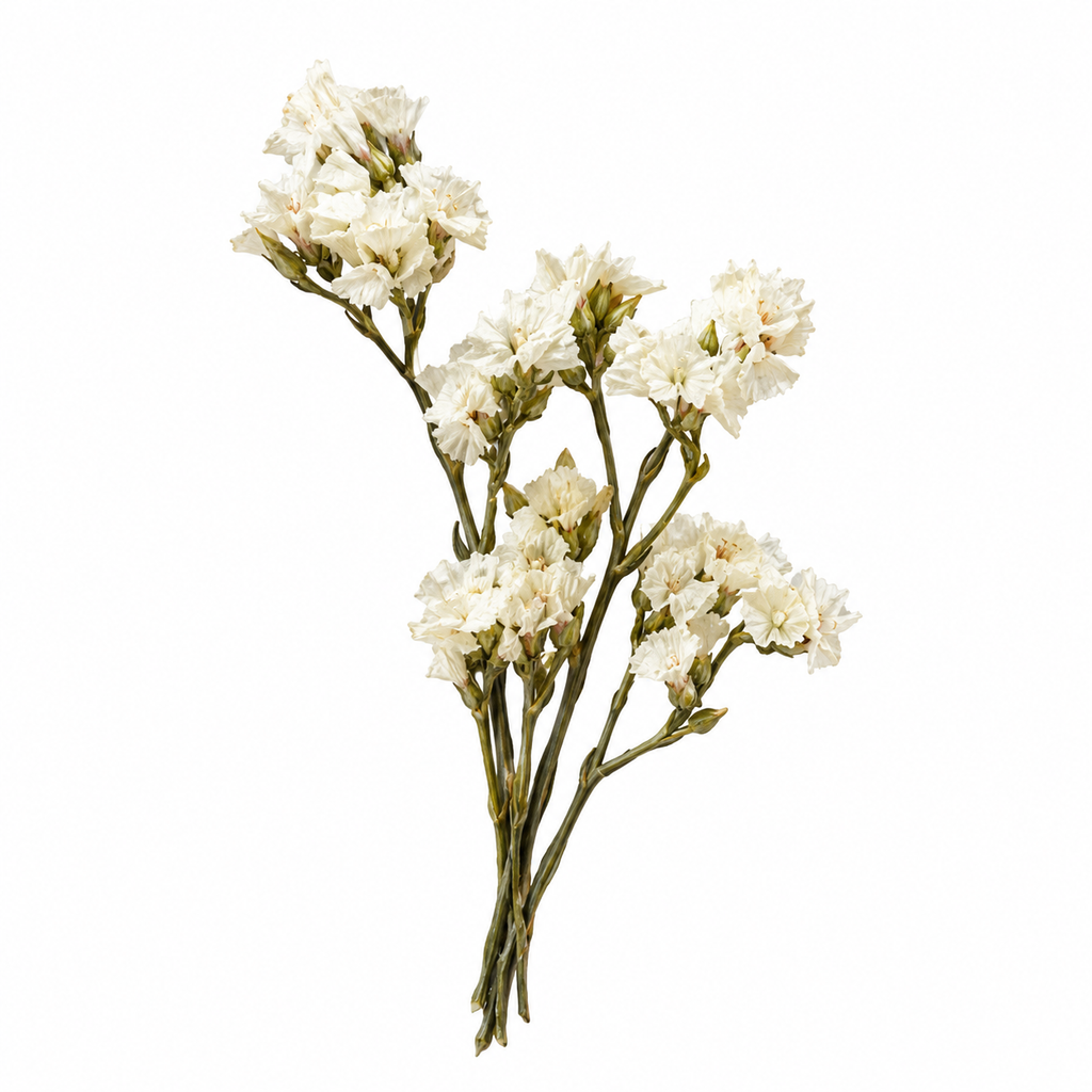 Dried White Daisy Flowers